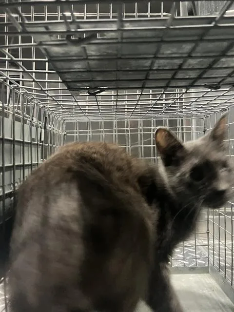 A young medium-sized female Domestic Short Hair cat named Camis for adoption in Dallas, TX