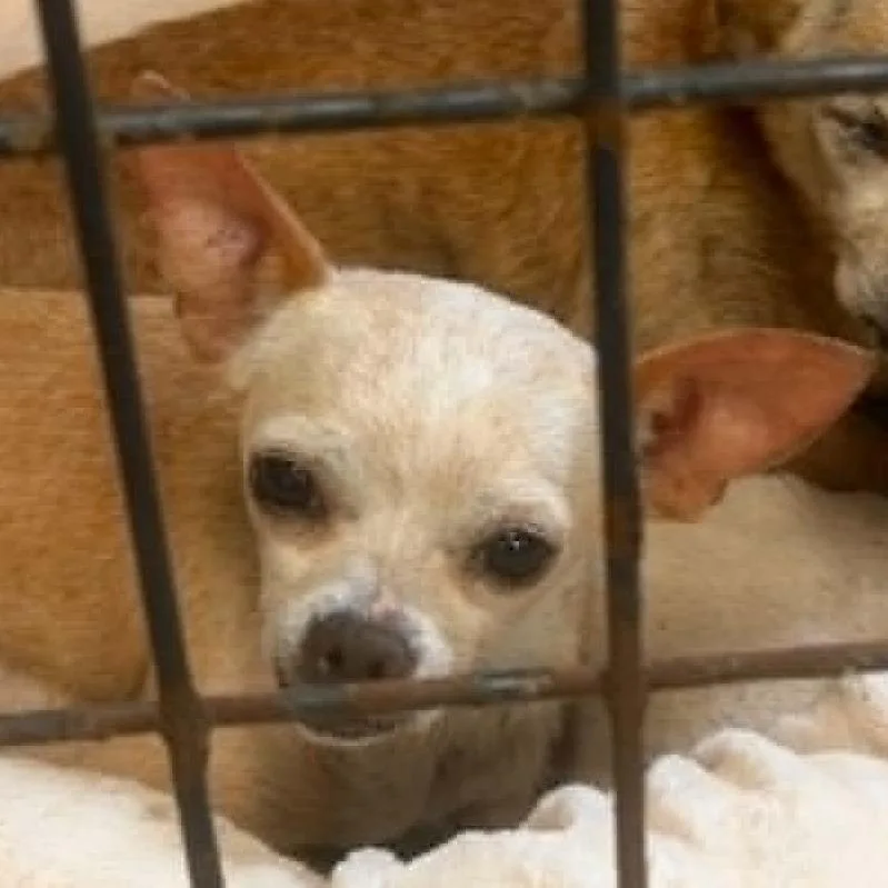 A senior small-sized female Yellow / Tan / Blond / Fawn Chihuahua dog named Hazel for adoption in Washington, DC