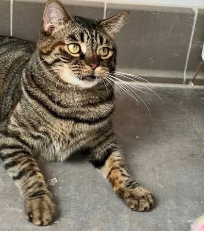 An adult medium-sized male Domestic Long Hair cat named Woozle for adoption in Sultan, WA