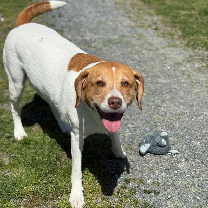 An adult medium-sized female White / Cream Hound dog named Reba for adoption in Ridgely, MD