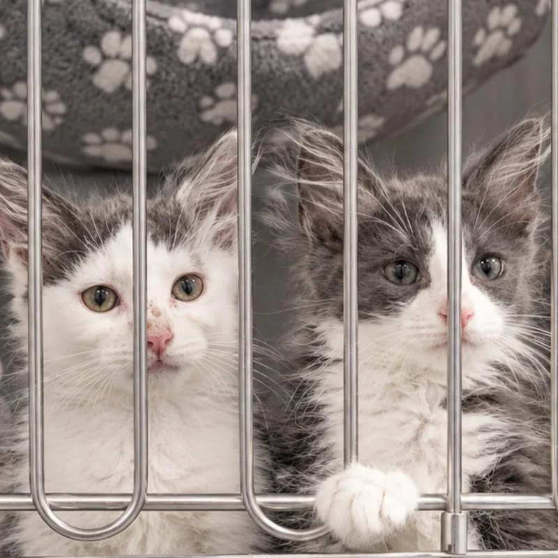 A baby small-sized male Domestic Long Hair cat named Flint Lockwood for adoption in Quincy, OH