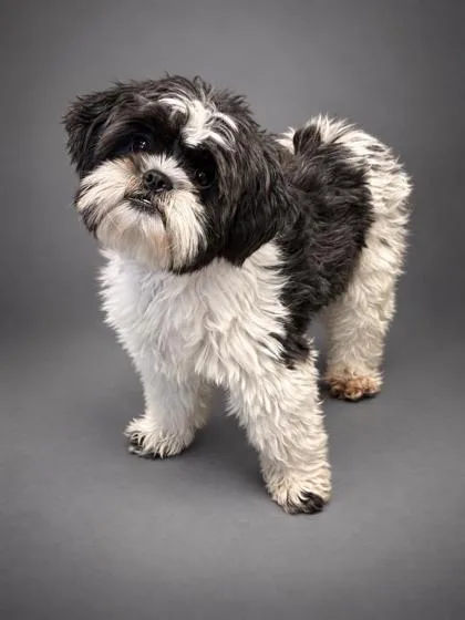 An adult small-sized male Shih Tzu dog named Cody for adoption in Bowling Green, KY