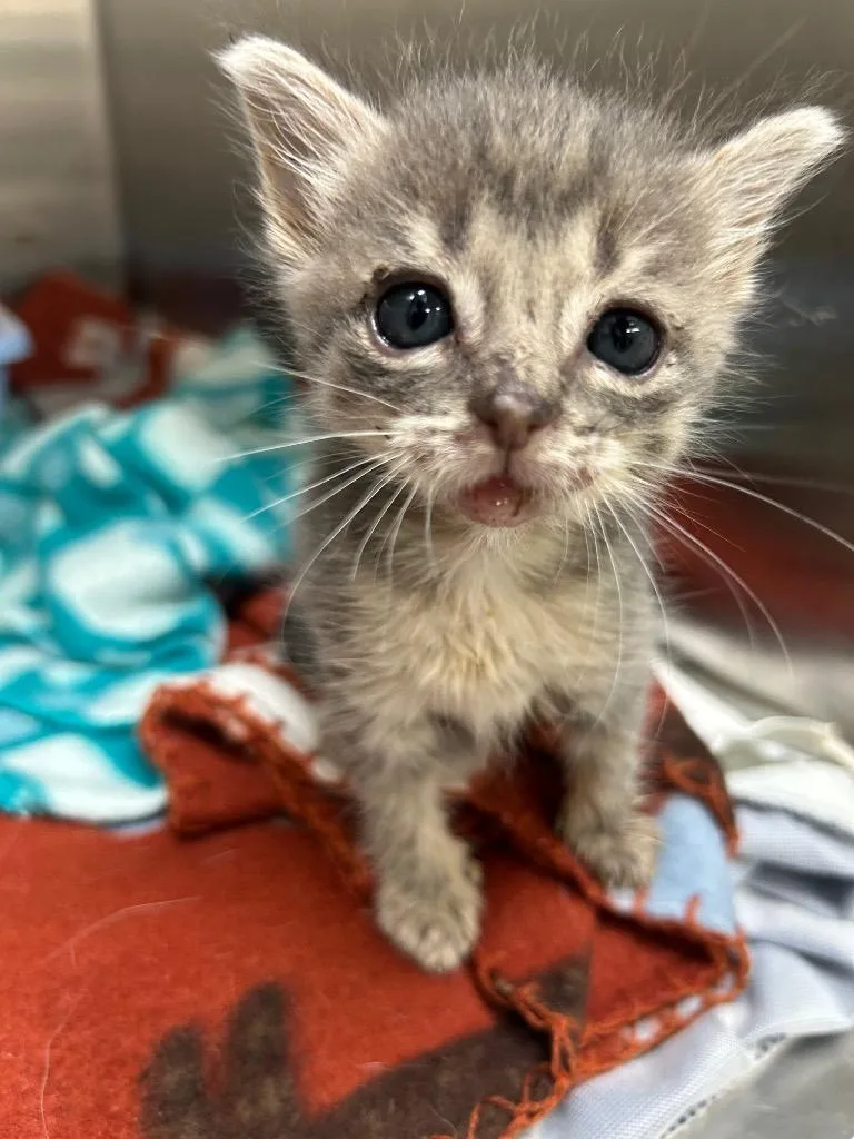 A baby medium-sized female Domestic Short Hair cat named Rousey for adoption in Seven Points, TX