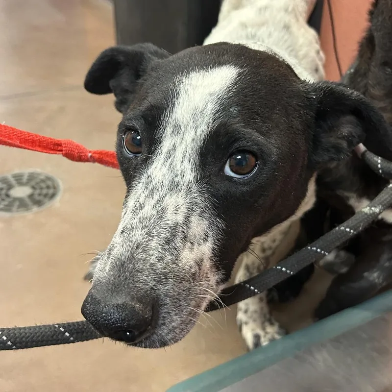 An adult medium-sized female White / Cream Cardigan Welsh Corgi dog named Brittany for adoption in Flagstaff, AZ