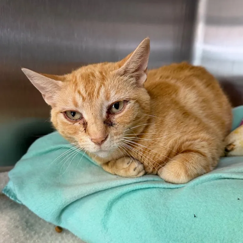 A young medium-sized female Orange / Red Domestic Short Hair cat named Harriet for adoption in Blairsville, GA