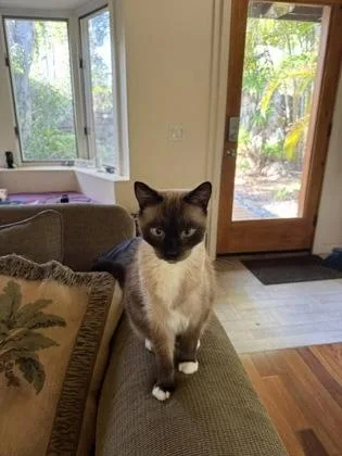 A senior small-sized male Domestic Short Hair cat named Kona for adoption in Bellevue, WA