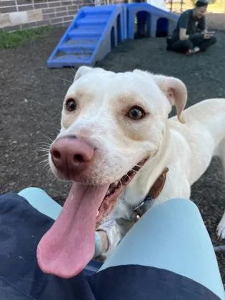 An adult large-sized female Mixed Breed dog named Evangeline for adoption in Chamblee, GA