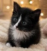 A young medium-sized female Black Domestic Short Hair cat named Neeva for adoption in Portsmouth, OH