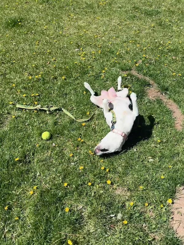 An adult medium-sized female Mixed Breed dog named Cowbella for adoption in Truckee, CA