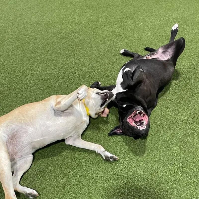 An adult large-sized male Boxer dog named Lil Bit for adoption in Shawnee, KS