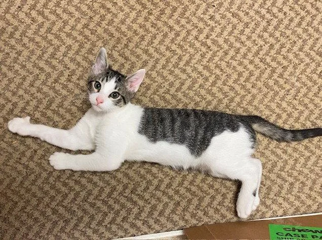 A baby medium-sized male Domestic Short Hair cat named Ditto for adoption in Nashville, TN