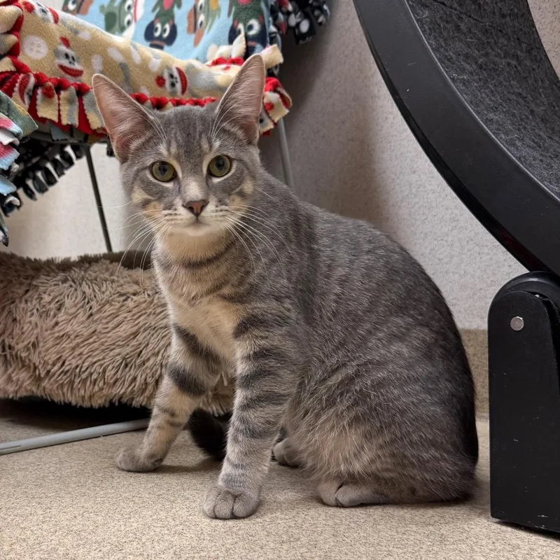 A young medium-sized male Gray / Blue / Silver Domestic Short Hair cat named Ash for adoption in Naperville, IL