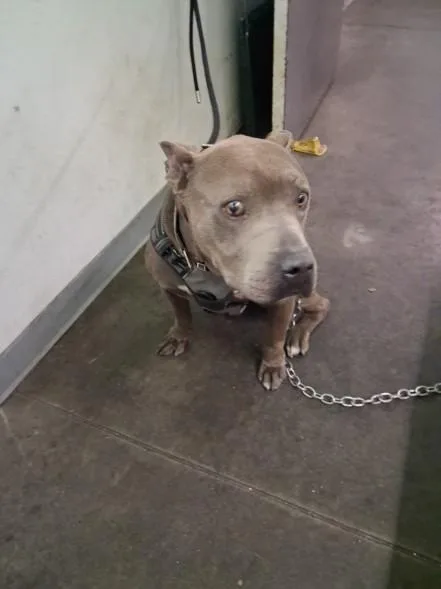 An adult large-sized male Pit Bull Terrier dog named Grady for adoption in Los Angeles, CA