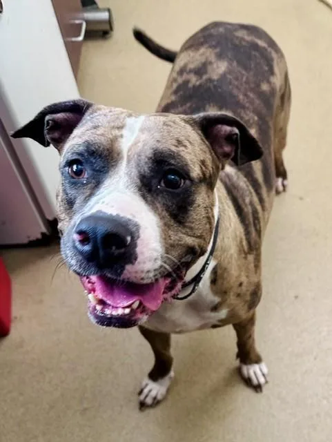 An adult large-sized female American Bulldog dog named Champagne for adoption in Derwood, MD