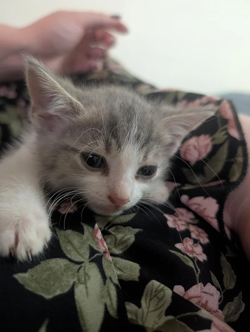 A baby medium-sized male Gray & White Domestic Short Hair cat named Camembert for adoption in Pittsburgh, PA