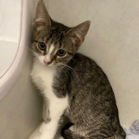 A baby small-sized female Brown / Chocolate Domestic Short Hair cat named Lemon for adoption in Dayton, OH