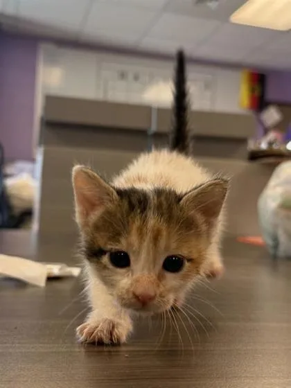 A baby small-sized female Domestic Short Hair cat named Confetti for adoption in El Paso, TX