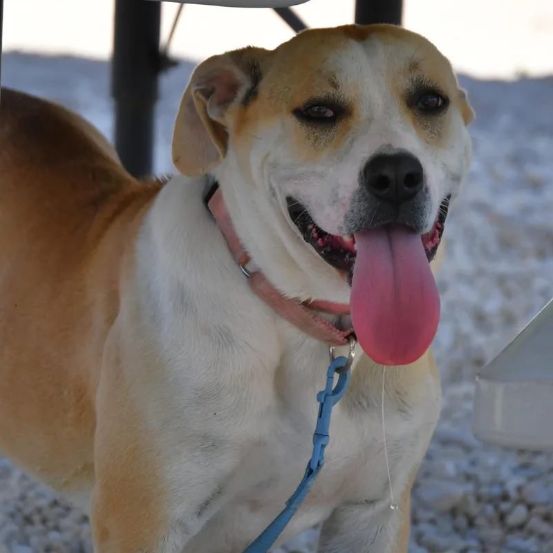 An adult medium-sized female Yellow / Tan / Blond / Fawn Mixed Breed dog named Stella for adoption in Defuniak Springs, FL