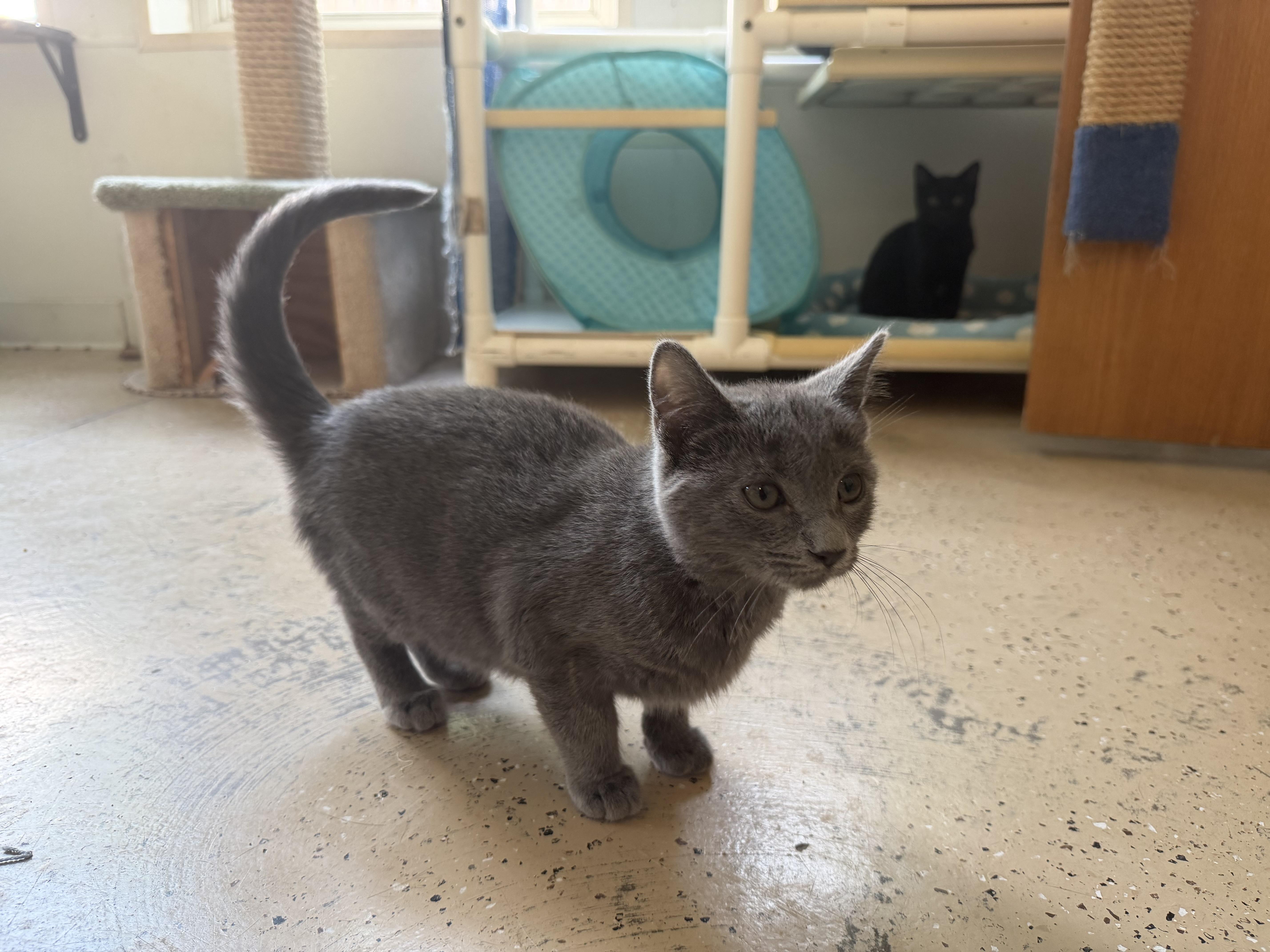 A young medium-sized female Gray / Blue / Silver Domestic Short Hair cat named Dink for adoption in Eagle River, WI