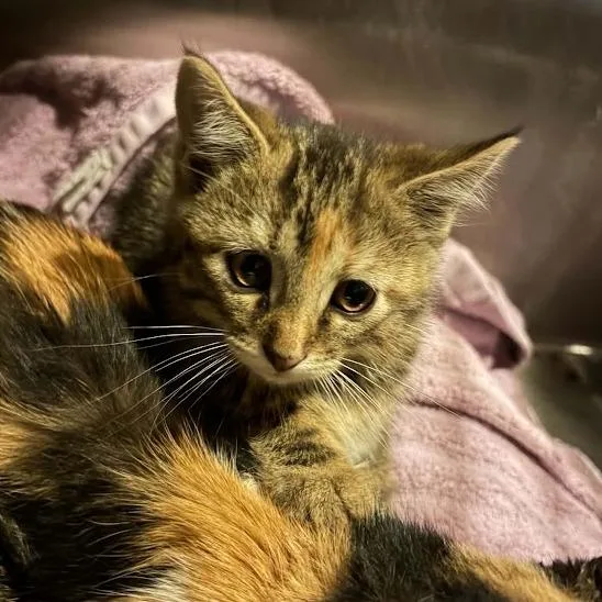 A baby small-sized female Brown / Chocolate Domestic Short Hair cat named Sandy for adoption in Sioux Falls, SD