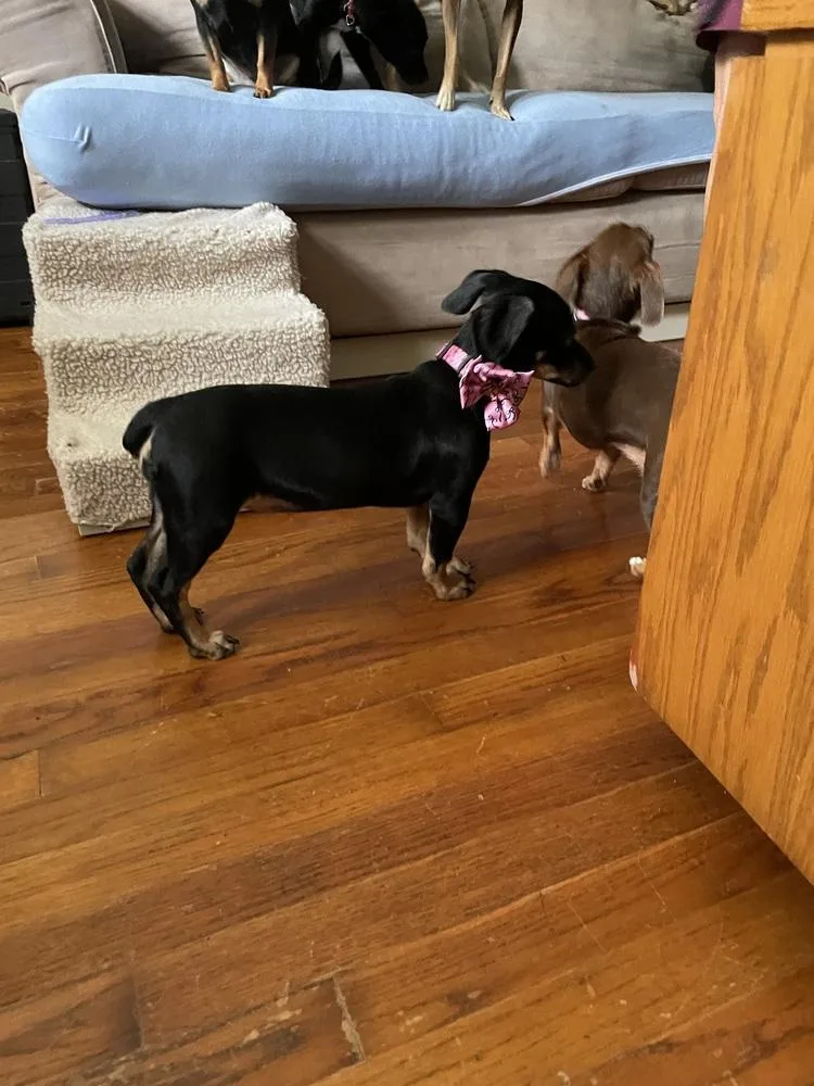 A baby small-sized female Tricolor (Brown, Black, & White) Miniature Pinscher dog named Arabella for adoption in Silsbee, TX