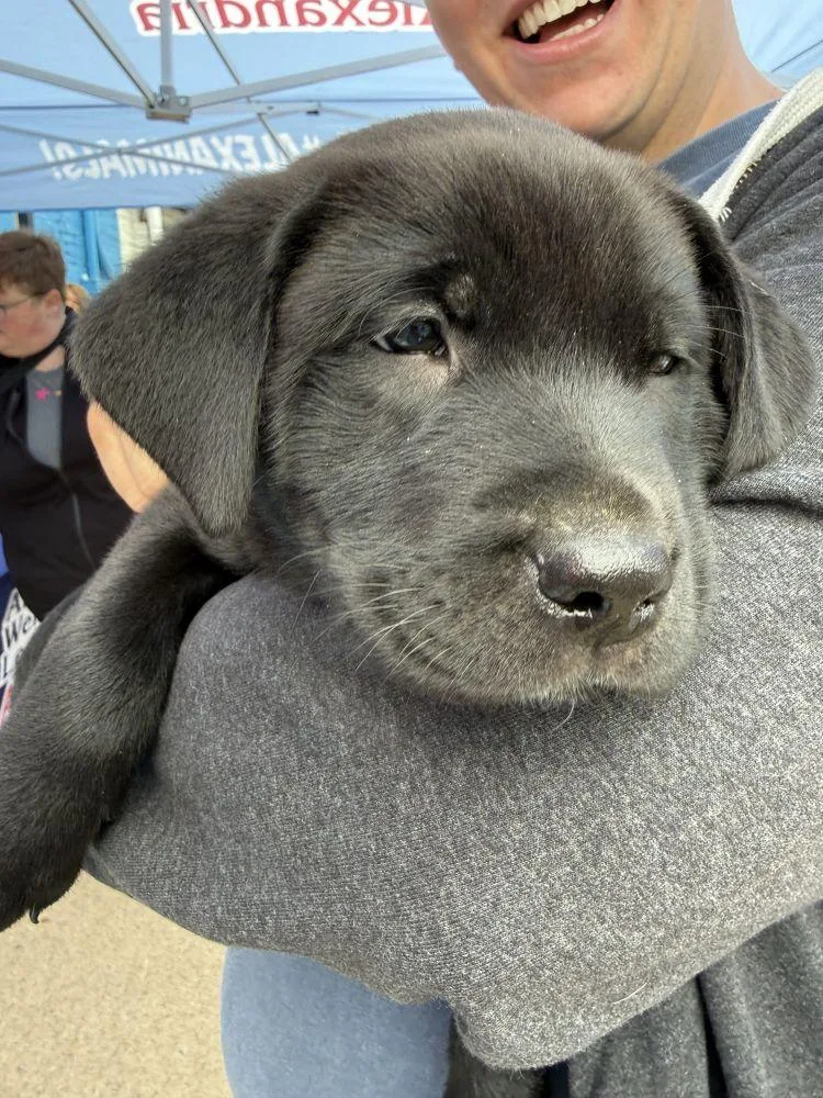 A baby small-sized male Black Mixed Breed dog named Dale for adoption in Alexandria, VA