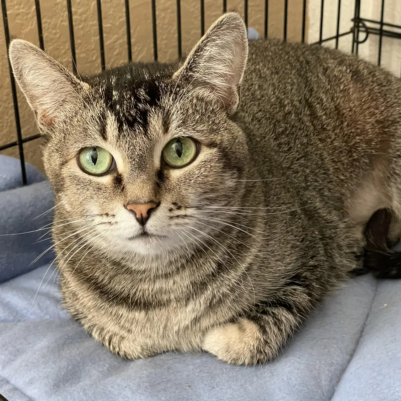 A young medium-sized female Tabby (Brown / Chocolate) Domestic Short Hair cat named Joleen for adoption in Lacon, IL