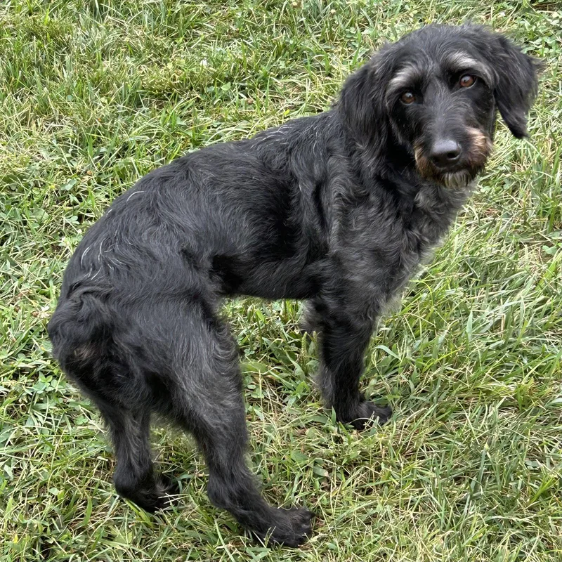 A young small-sized male Schnauzer dog named Charcoal for adoption in Norwood, OH