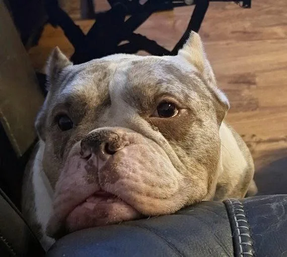 An adult medium-sized female French Bulldog dog named Doty for adoption in Oakland Park, FL