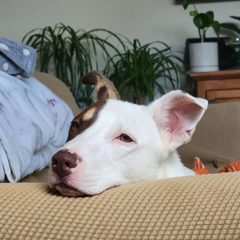 A young medium-sized female White / Cream Cattle Dog dog named Claire for adoption in Nashville, TN