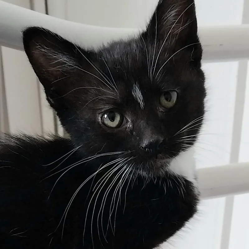 A baby small-sized male Black Domestic Short Hair cat named Softie for adoption in Baker City, OR