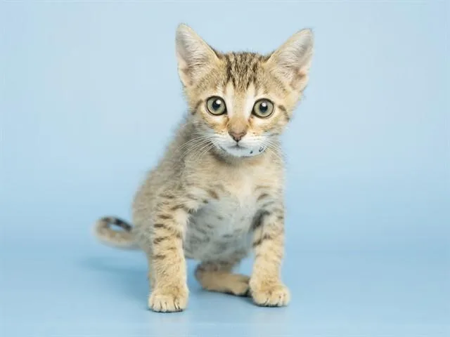 A baby small-sized male Domestic Short Hair cat named Salami for adoption in Phoenix, AZ
