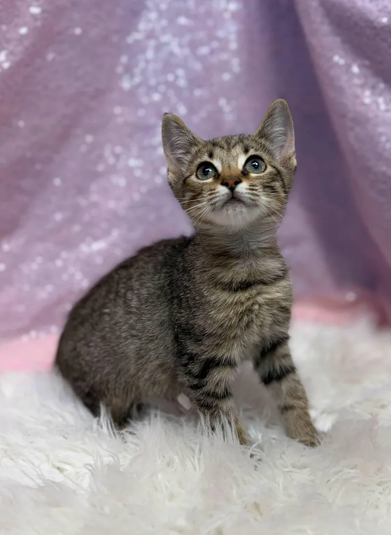 A young medium-sized female Domestic Short Hair cat named Triscuit for adoption in Clarkesville, GA
