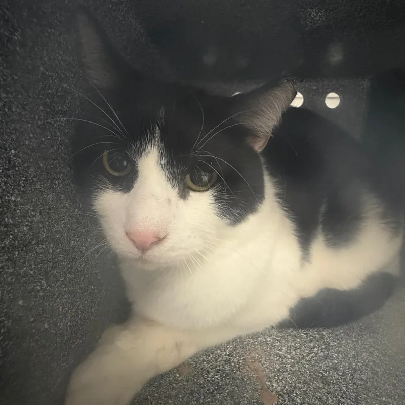 An adult large-sized male Domestic Short Hair cat named Dwight for adoption in Greenville, SC