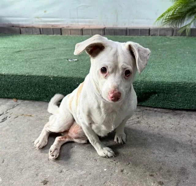 A senior medium-sized male Chihuahua dog named Bambi for adoption in Baldwin Park, CA
