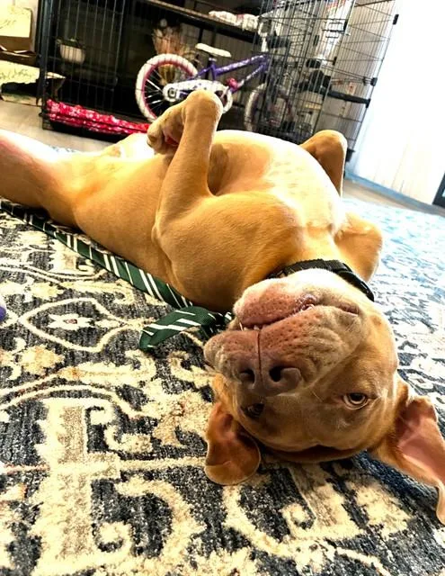 An adult large-sized male Boxer dog named Blue for adoption in Omaha, NE