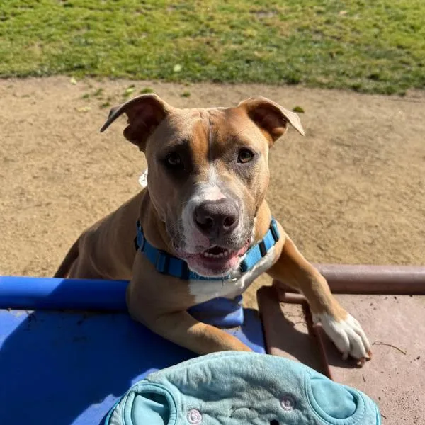 A young large-sized female Pit Bull Terrier dog named Celeste for adoption in Oakland, CA