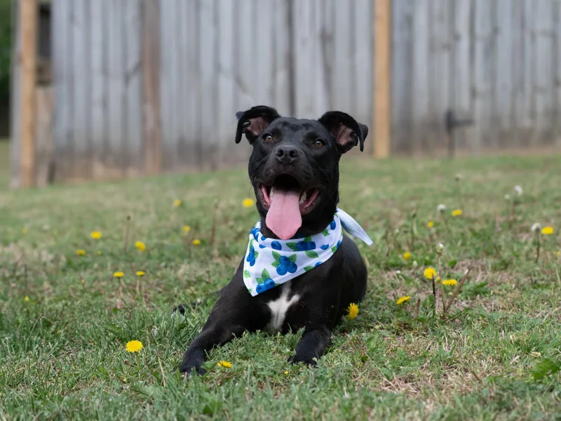 A baby medium-sized male Mixed Breed dog named Buddy for adoption in Southaven, MS
