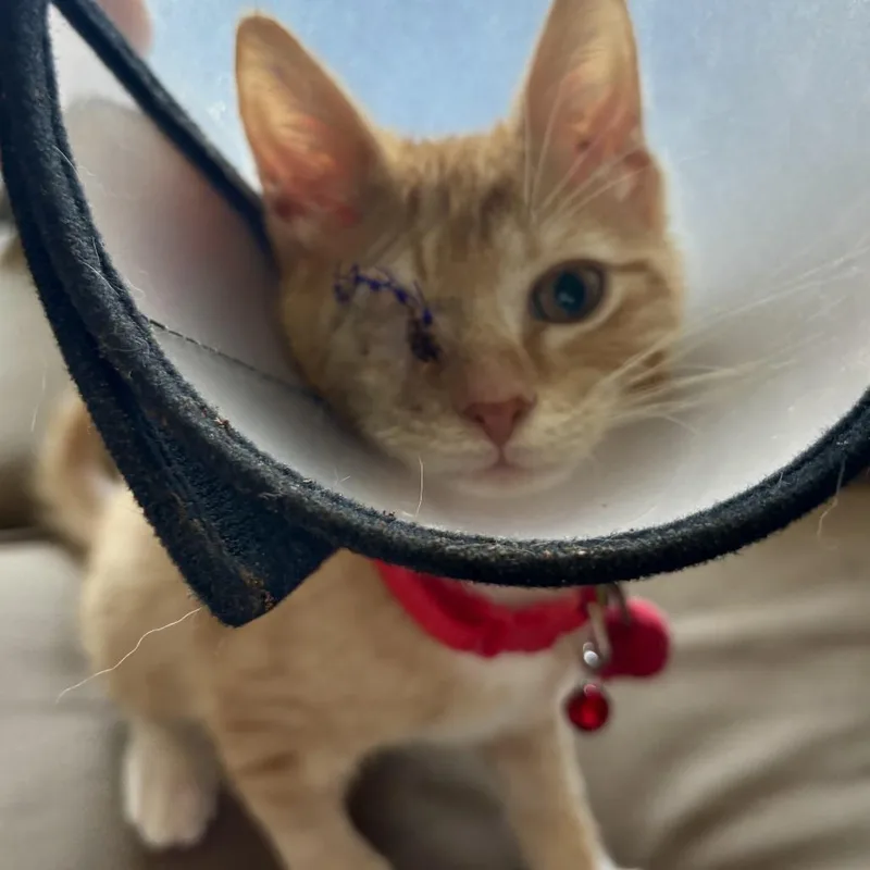 A baby small-sized male Orange / Red Domestic Short Hair cat named Shuteye for adoption in Evanston, IL