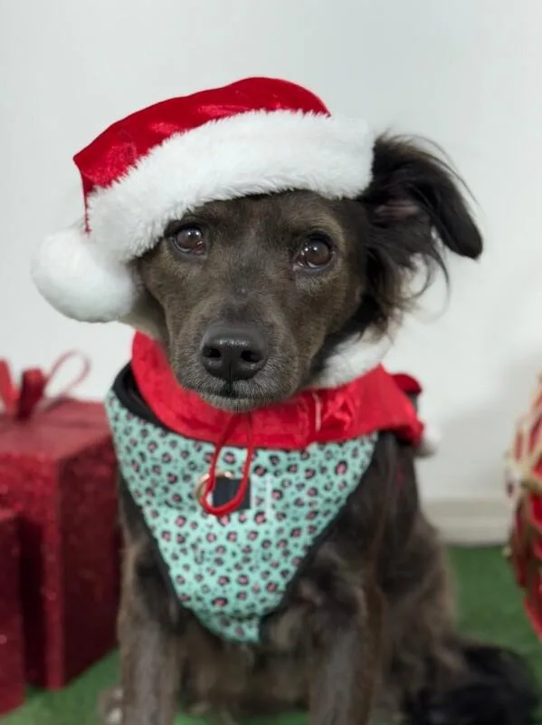 A young medium-sized female Gray / Blue / Silver Spaniel dog named Phoenix for adoption in Carlsbad, CA