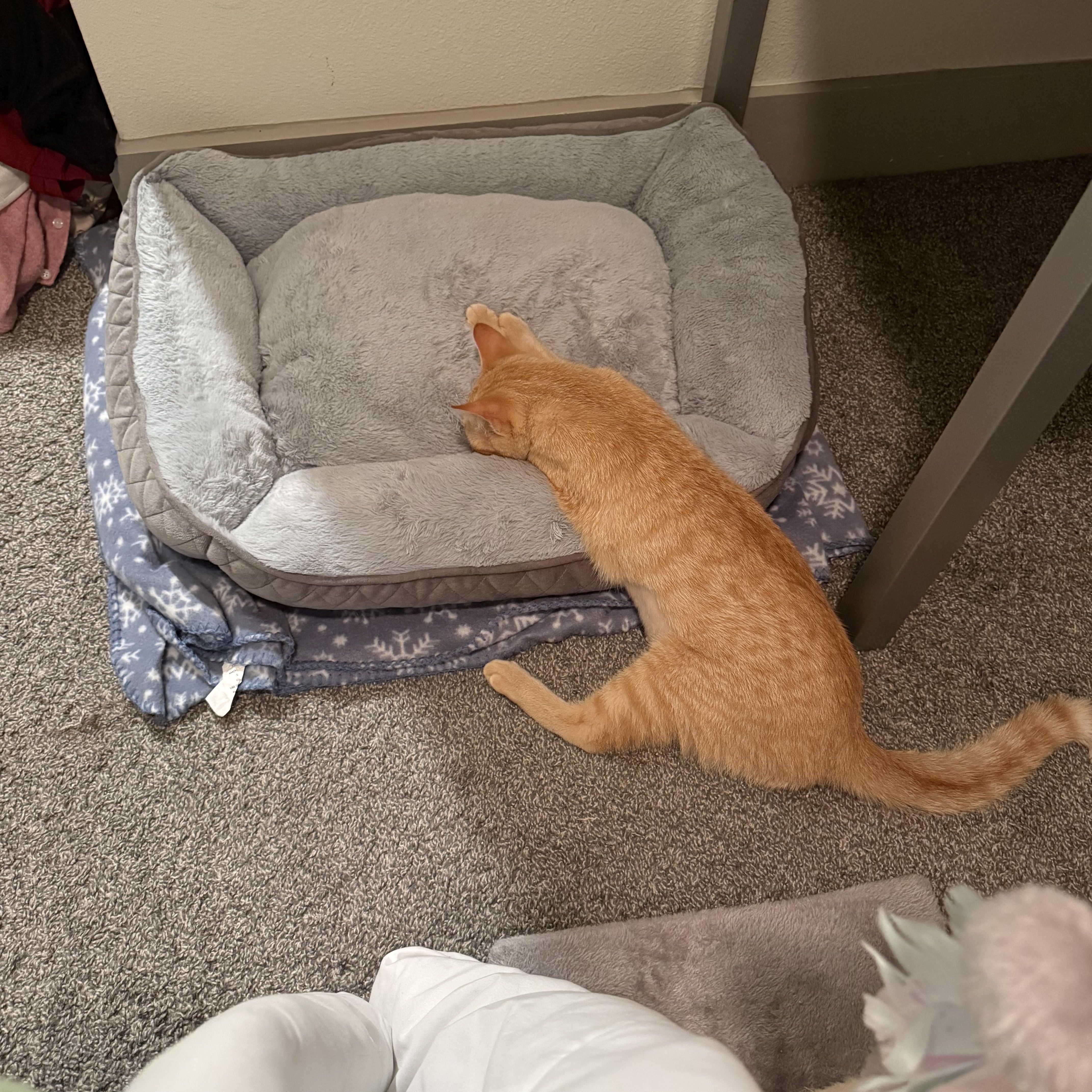 A young medium-sized female Orange & White Domestic Short Hair cat named Rose Landry for adoption in Pearland, TX