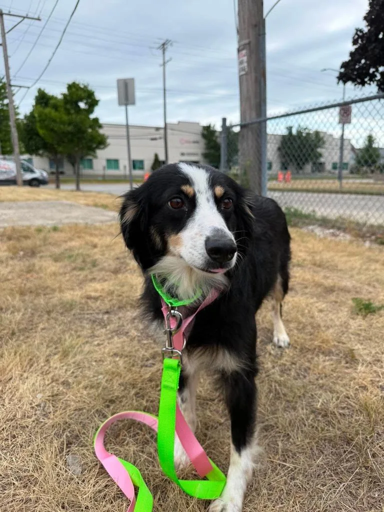 An adult medium-sized female Australian Shepherd dog named Samantha $ for adoption in Milwaukee, WI