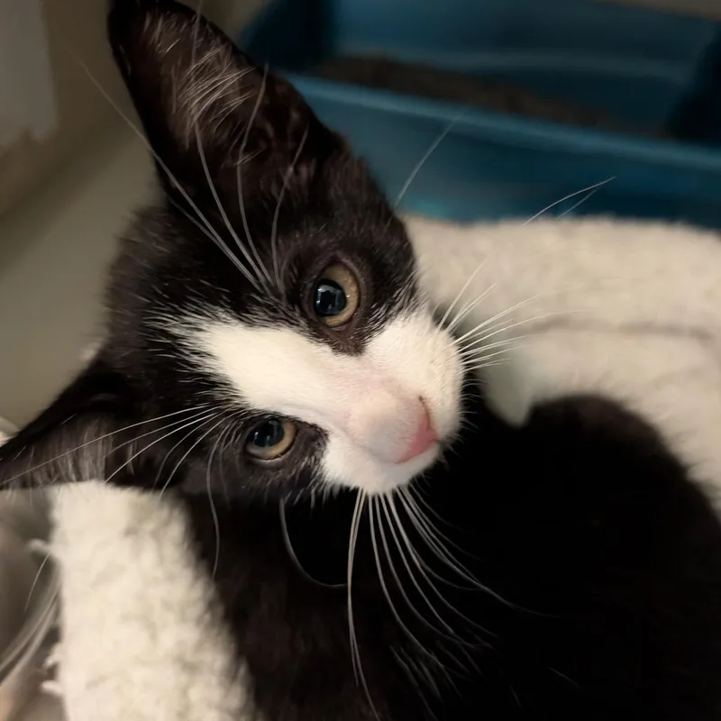 A baby small-sized male Black Domestic Short Hair cat named Zucchini for adoption in Calverton, NY