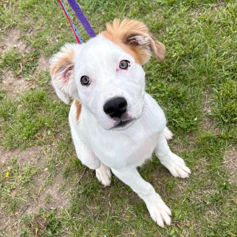 A baby medium-sized male White / Cream Mixed Breed dog named Moosey for adoption in Wantagh, NY
