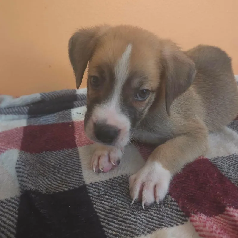A baby large-sized male Anatolian Shepherd dog named Jupiter for adoption in Aberdeen, NC