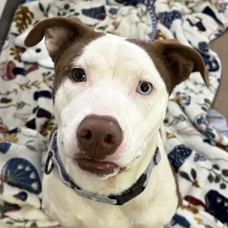 An adult medium-sized female Mixed Breed dog named Boogie for adoption in Middletown, RI
