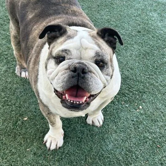 A senior large-sized female White / Cream English Bulldog dog named Mirabel for adoption in Turlock, CA