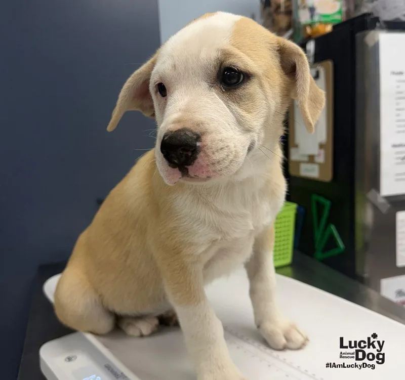 A baby large-sized female Shepherd dog named Mipsy for adoption in Washington, DC