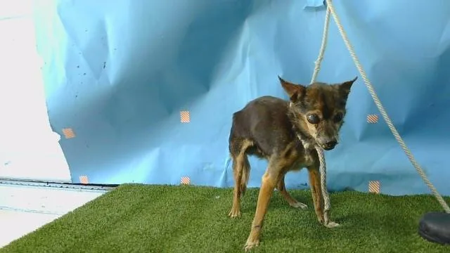 A senior medium-sized male Chihuahua dog named Charlie for adoption in Gardena, CA
