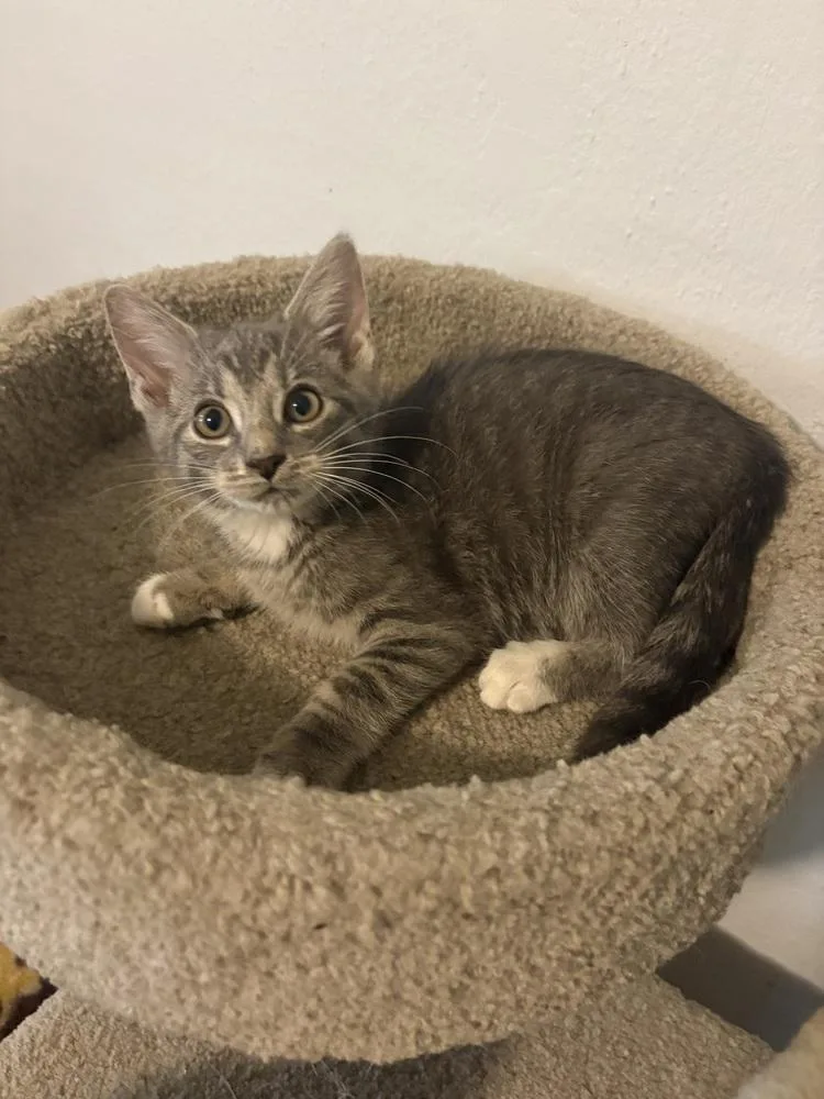 A baby small-sized male Domestic Short Hair cat named Stanley for adoption in Rochester, IN